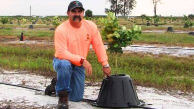 Tree T-Pee The Simple Invention Helping Farmers Save Water and Grow Stronger Trees